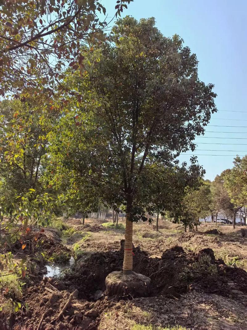 苗木种植基地 #园林绿化工程 嘉兴嘉祥苗圃香樟继续挖