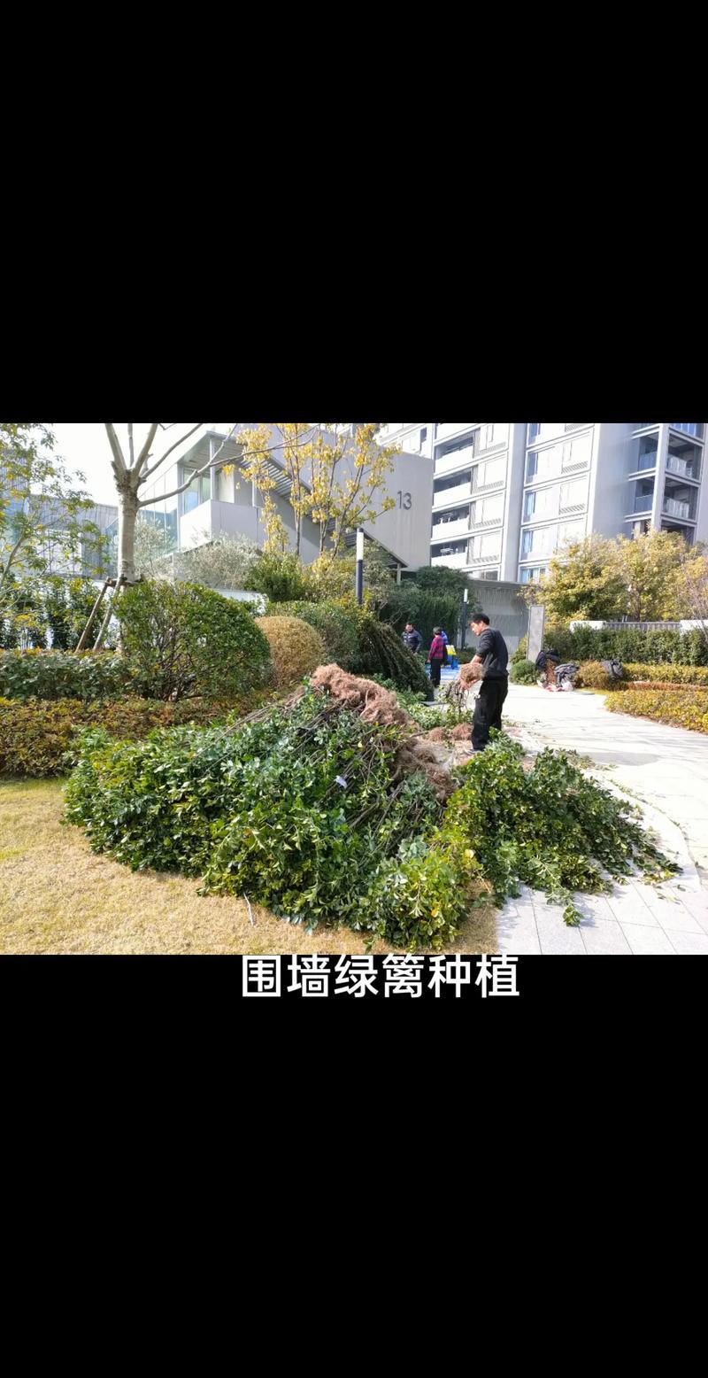 &mdash;大叶黄杨,风车茉莉#园林绿化工程 #园林景