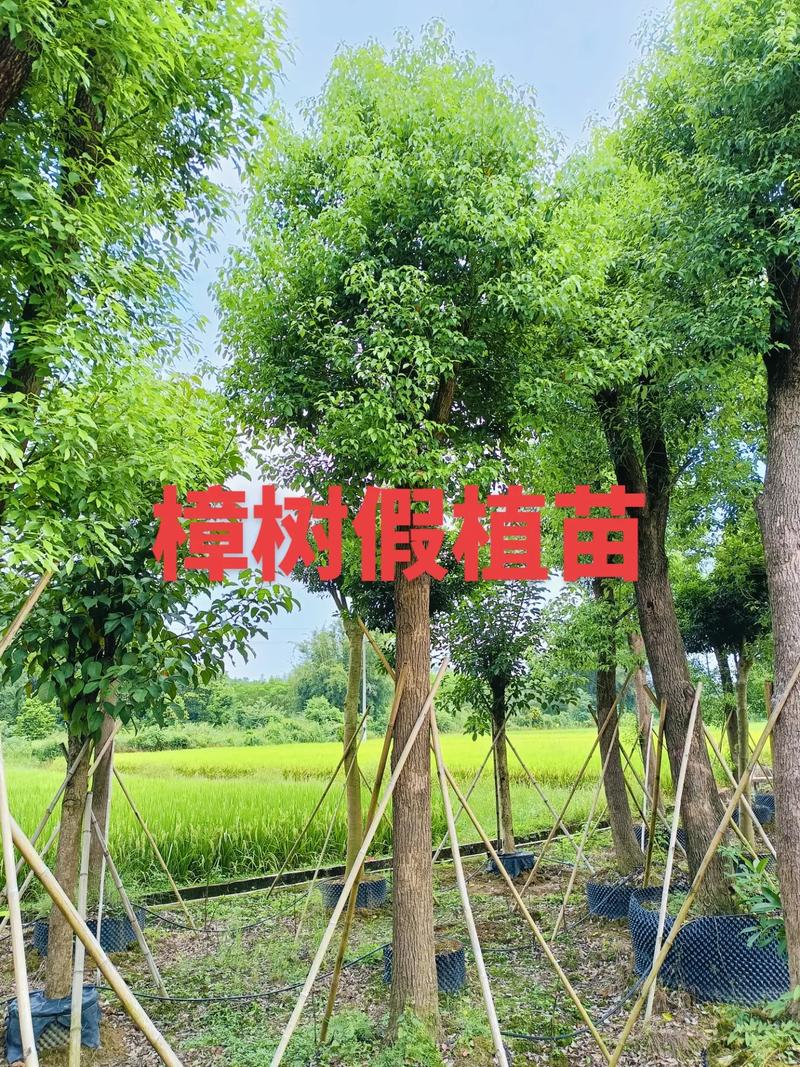 桂花香里话团圆 致园林绿化工程苗木人的中秋家书