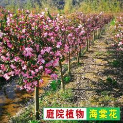 全方位绿化服务 从室内到室外，打造生态宜居环境