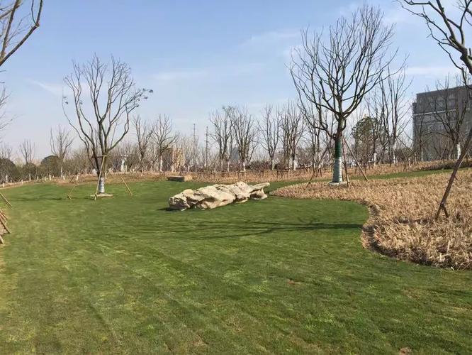 武汉青山江滩二期园林景观绿化工程 从工业岸线到生态江滩的绿色转型实践